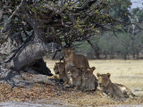 Pride of Lions in the Moremi Wildlife Reserve, Okovango Delta, Botswana Photographic Print by Nigel Pavitt