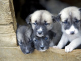 Troms, Tromso, Young Husky Puppies, Bred for a Dog Sledding Centre, Crowd Kennel Doorway , Norway Photographic Print by Mark Hannaford