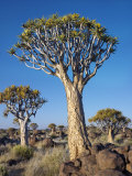 Quivertrees in a Forest, Close to the Southern Kalahari, Namibia Photographic Print by Nigel Pavitt