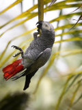 This African Grey Parrot is known as the Papa Gaio Do Principé Photographic Print by Camilla Watson