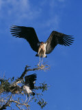 South Luangwa National Park, Marabou Stork and Immature Yellowbilled Stork, Zambia Photographic Print by John Warburton-lee