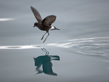 Antarctic Peninsula, Hope Bay, Wilson's Storm Petrel Seems to Walk across Surface of Water Photographie par Mark Hannaford