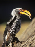 Southern Yellow Hornbill Lámina fotográfica por Mark Hannaford