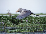 Rare Shoebill, or Whale-Headed Stork Lives in Papyrus Swamps and River Marshes Photographic Print by Nigel Pavitt