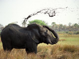 Elephant Sprays Mud from its Trunk over its Body to Cool Down Photographic Print by Susanna Wyatt