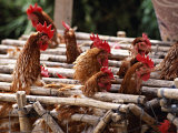 Caged Chickens at the Market in Saquisili, Cotapaxi Province, Ecuador Photographic Print by Paul Harris