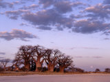 Full Moon Rises over Spectacular Grove of Ancient Baobab Trees, Nxai Pan National Park, Botswana Fotografisk tryk af Nigel Pavitt Full Moon Rises over Spectacular Grove of Ancient Baobab Trees, Nxai Pan National Park, Botswana Fotografisk tryk af Nigel Pavitt