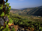 Grapes and Vines in the Douro Valley Above Pinhao Photographic Print by Ian Aitken