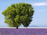 Tree in a Lavender Field, Valensole Plateau, Provence, France Photographic Print by Nadia Isakova