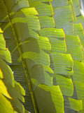 Plants and Vegetation of the Crocker Range Rainforest in Sabah, Borneo Photographic Print by Mark Hannaford
