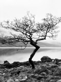 Nadia Isakova - Solitary Tree on the Shore of Loch Etive, Highlands, Scotland, UK Fotografická reprodukce