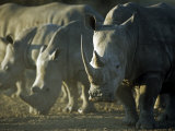 Damaraland, White Rhinoceros, Namibia Photographic Print by Mark Hannaford