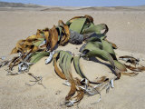 Welwitschia Mirabilis Plant Grows in Sandy Soil in Namib-Naukluft Park, East of Swakopmund, Namibia Photographic Print by Nigel Pavitt