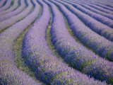 Lavender Field, Provence-Alpes-Cote D'Azur, France Photographie par Doug Pearson