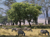 Common Zebra Browse on Grass in Lerai Forest on Crater Floor with Trees Behind Photographie par John Warburton-lee