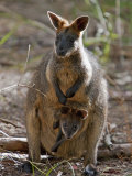 Victoria, A Wallaby and Her Joey on Phillip Island, Australia Reprodukcja zdjęcia autor Nigel Pavitt Victoria, A Wallaby and Her Joey on Phillip Island, Australia Reprodukcja zdjęcia autor Nigel Pavitt