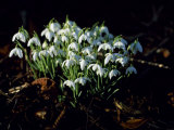 Snowdrops, Lincolnshire, England Photographie par John Warburton-lee
