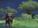 Male Elephant under Stormy Skies on Bank of Zambezi River, Zimbabwe Photographic Print by John Warburton-lee