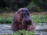 Zambezi River, Hippos Sitting in the Zambezi River, Zambia Fotografie-Druck von John Warburton-lee