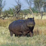 Hippo, with Red-Billed Oxpeckers (Tick Birds), Grazes, Okavango Swamp Edge, Moremi Wildlife Reserve Photographie par Nigel Pavitt