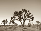 California, Joshua Tree National Park, Joshua Trees, USA Fotografie-Druck von Michele Falzone