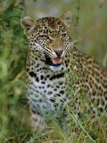 Female Leopard, Sabi Sands Game Reserve, South Africa Photographic Print by John Warburton-lee