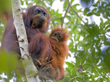 Wild Orangutans in Arboral Settings in Rainforest Near Sepilok, Borneo Fotografie-Druck von Mark Hannaford