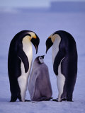 Weddell Sea, Riiser-Larsen Ice Shelf, Emperor Penguins and Chick, Antarctica Photographic Print by Allan White