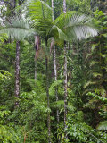 Queensland,, the Beautiful and Very Diverse Daintree Rainforest, North Queensland, Australia Photographie par Nigel Pavitt