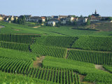 Marne, Champagne, Cramant Village and Vineyards, France Photographic Print by Steve Vidler