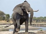 Katavi National Park, an Elephant Displays Aggression on the Banks of the Katuma River, Tanzania Photographic Print by Nigel Pavitt