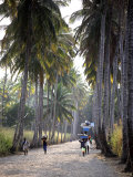 Sao Tomense Walk Through a Plantation Called 'Rio Do Ouro' in the North of the Island of Sao Tomé Photographic Print by Camilla Watson