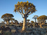 Quivertrees in a Forest, Close to the Southern Kalahari, Namibia Photographic Print by Nigel Pavitt
