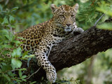John Warburton-lee - Female Leopard Rests in the Shade, Lying on the Branch of a Tree - Fotografik Baskı John Warburton-lee - Female Leopard Rests in the Shade, Lying on the Branch of a Tree - Fotografik Baskı