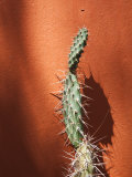 Jujuy Province, Quebrada De Humamuaca Canyon, Purmamarca, Cactus Plants, Argentina Photographic Print by Walter Bibikow