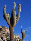 Striking Cactus in the Eduardo Avaroa National Reserve Photographic Print by John Warburton-lee