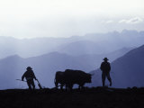 Silhouette of Ploughmen with Oxen, Colca Canyon, Peru Fotografie-Druck von John Warburton-lee