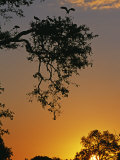 South Luangwa National Park, Yellowbilled Storks Return to Colony at Sunset, Zambia Photographic Print by John Warburton-lee