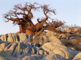 Gnarled Baobab Tree Grows Among Rocks at Kubu Island on Edge of Sowa Pan, Makgadikgadi, Kalahari Fotografisk tryk af Nigel Pavitt Gnarled Baobab Tree Grows Among Rocks at Kubu Island on Edge of Sowa Pan, Makgadikgadi, Kalahari Fotografisk tryk af Nigel Pavitt