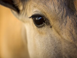 Damaraland, Omaruru, Detail of Face of Large Eland Antelope, Largest of African Antelope, Namibia Lámina fotográfica por Mark Hannaford Damaraland, Omaruru, Detail of Face of Large Eland Antelope, Largest of African Antelope, Namibia Lámina fotográfica por Mark Hannaford