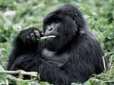 Male Mountain Gorilla, known as a 'silverback' Feeds in the Volcanoes National Park, Rwanda Photographic Print by Nigel Pavitt