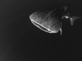 Djibouti, Bay of Tadjourah, A Whale Shark Swims Near the Surface in the Bay of Tadjourah Photographic Print by Fergus Kennedy