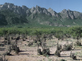 Rugged Outline of the Haghir Mountains from Croton Shrubland of Socotra Island's Lowland Plains Photographic Print by Nigel Pavitt