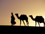 Berber Tribesman Leads His Two Camels Along the Top of Sand Dune in the Erg Chegaga, in the Sahara  Photographic Print by Mark Hannaford