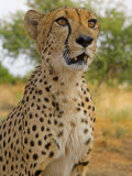 Erongo Region, Damarland, A Cheetah, Namibia Photographic Print by Mark Hannaford