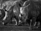 White Rhinoceros or Square-Lipped Rhinoceros Which Is One of the Few Remaining Megafauna Species Photographic Print by Mark Hannaford