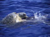 Leatherback Turtles Mating Off the Coast of Aldabra Island Photographic Print by Mark Hannaford