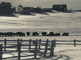 Utah, Mt. Carmel Junction, Buffalo Ranch, Winter, USA Photographie par Walter Bibikow
