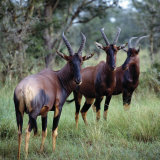 Topi Antelope in the Ishasha Area of Queen Elizabeth National Park Lámina fotográfica por Nigel Pavitt Topi Antelope in the Ishasha Area of Queen Elizabeth National Park Lámina fotográfica por Nigel Pavitt