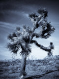 California, Joshua Tree National Park, Joshua Tree, Yucca Brevifolia, in Hidden Valley, USA Photographic Print by Walter Bibikow